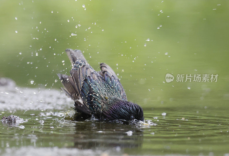 普通欧椋鸟(Sturnus vulgaris)洗澡